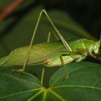 养殖盒一个 蝈蝈活 大螽斯鸣虫蝈蝈活体超大幼虫憨叫大肚子叫铁皮绿蝈蝈宠物