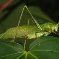 养殖盒一个 蝈蝈活 大螽斯鸣虫蝈蝈活体超大幼虫憨叫大肚子叫铁皮绿蝈蝈宠物