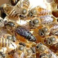 随机发小处女王 中蜂王蜜蜂活体种王王台开产交尾阿坝高产杂交处女产王双色土蜂王