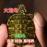 黄腹火焰 2-3厘米 火焰龟活体观赏龟吃菜龟火焰龟乌龟活体小宠物深水龟素食龟招财龟