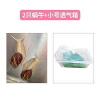蜗牛2个+小号透气盒 蜗牛宠物白玉蜗牛套装活体观赏大蜗牛卵小蜗牛活物饲料饲养土