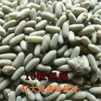 2020新萌动蝈蝈卵10粒 萌动蝈蝈卵铁皮卵绿蝈蝈卵杂色卵分房养殖卵100粒蝈蝈卵