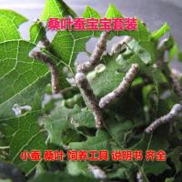 白色 白茧蚕30只套装 天然彩茧蚕套装蚕宝宝活体科普养蚕吃桑叶结彩茧特殊斑纹活蚕包活