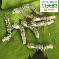 黑灰 稀有品种特殊斑纹蚕宝宝50颗龙角黄皮满天星斑马稀有品种特殊斑纹