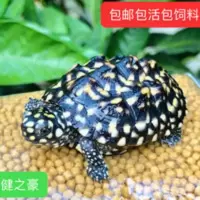 活体宠物,鱼缸观赏龟,深水龟,星星龟,黑池龟5-6cm专用饲料带证书 活体宠物,鱼缸观赏龟,深水龟,星星龟,黑池龟5-6