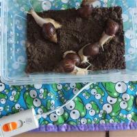 电加热垫 颜色随机 蜗牛加热垫动物发热保温取暖垫宠物爬虫爬宠专用恒温控温器加热片