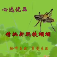 精品铁皮蝈蝈,行家挑选,膀形到位,号头较大,出叫率高。 精品铁皮蝈蝈,行家挑选,膀形到位,号头较大,出叫率高。