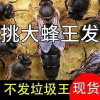 梅州中蜂蜂王 高产蜂王 广东本地王 产卵王 产有点贵 质量有保证