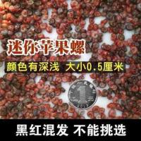 黑红混发苹果螺20送20只备损 活体淡水宠物蜗牛观赏螺清洁除藻苹果斑马洋葱神秘杀手金刚蜜蜂螺
