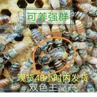 特价随机发处女王-枚 中蜂王活体种王开产王处女王阿坝王双色开产王开产王蜂王蜜蜂王
