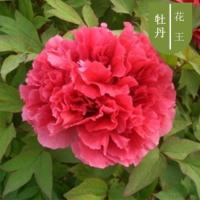 花王[3颗+生根粉+复合肥] 不含盆 牡丹年花观花牧阳台丹庭院洛阳开花四季花室内植物其他盆栽花卉。