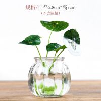玻璃水培 大 水培玻璃禅意和尚陶瓷花盆盆栽白掌富贵竹袖珍椰子水培植物