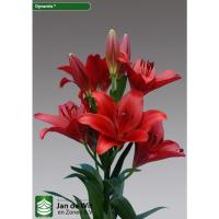 百合 动感红 2球 10cm 香水百合种球带芽重瓣盆栽花卉绿植种子耐寒室内外阳台四季苗大球