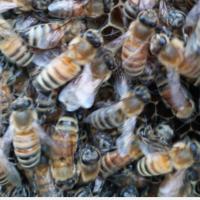 12只工蜂(蜂疗专用) 意蜂处女王 意蜂生产王 产卵王 中蜜一号 意蜂王 蜜型高产王