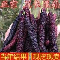 2年苗好成活《推荐》 81cm(含)-110cm(含) 台湾四季长果桑葚苗 嫁接桑树苗当年结果十大桑果苗树 南北方种植