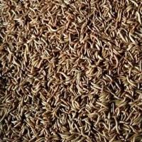 100条面包虫 面包虫黄粉虫活体画眉八哥鸟食虫子龙鱼乌龟蜥蜴龟蛙活虫饲料