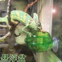 图片色 默认 爬虫食盆变色龙鬃狮蜥水盆面包虫活体饲料防逃脱吸盘容器盘