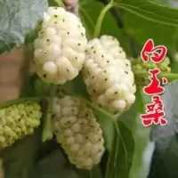 白玉桑 【4年苗1颗】当年结果 桑葚苗桑葚树苗当年结果黑长果桑南北方种植食用养蚕盆栽地栽阳台