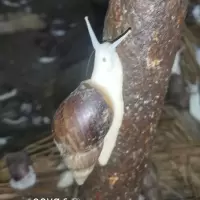 3cm左右 1只 白玉蜗牛活体宠物 学生幼儿园观赏蜗牛饲料饲养土活体大蜗牛宠物