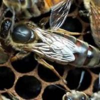 新丹一号生产王 意蜂蜂王,生产王,蜜王