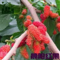 晨阳红果 桑葚树苗果桑苗当年结果包南北方种植桑椹无籽大十桑树苗盆栽果园
