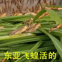 3/5厘米50只试用 蚂蚱活体蝗虫蚱蜢丁蜢画眉鸟爬虫宠物蝎子蜂饲料鸟食虫子食用昆虫