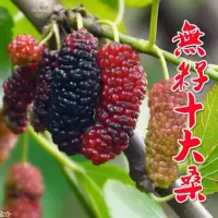 1棵大果桑2年苗 桑树苗长果桑苗无籽大十果桑树苗台湾四季结果桑葚苗南方北方种植