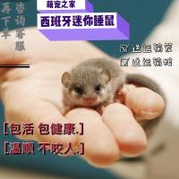 睡鼠粮食 西班牙睡鼠拇指鼠幼崽粘人包活小型迷你宠物粮食懒人活物宿舍活体