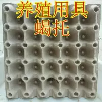 普通鸡蛋托20张 蝎子苗养殖专用蛋托蝎子苗活体家庭宠物小精灵蝎子苗精品好养易活