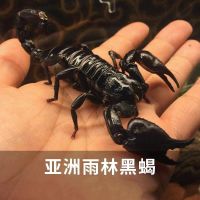 雨林蝎1-2cm(嫌小勿购)无套餐 宠物亚洲雨林蝎子爬虫幼苗大号1-17cm公母一对大黑温顺上手送套餐