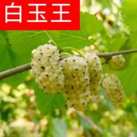 白玉王 3年苗【大面积种植】 盆栽地栽桑葚树苗果桑苗当年结果南北方种植白玉黑珍珠果桑树苗