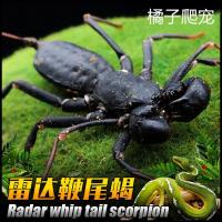 亚成一只 宠物鞭尾蝎 鞭蝎雷达蝎活体雨林蝎 巨型宠物蝎子蜘蛛另类爬虫活体