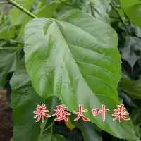蚕桑 地经0.4cm左右2颗每年三月结果 桑葚树苗无籽十大嫁接四季盆栽大叶桑树苗南北方种植地栽当年结果