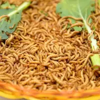 2-3cm 200个 (不含)麦麸 黄粉虫面包虫大麦活体 鲜活虫种虫 龙鱼乌龟仓鼠宠物活体饲料500g