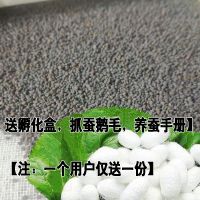 蚕卵(白)100粒 蚕宝宝蚕卵 蚕种场生产 学生教学科普 白蚕批量2019 彩蚕彩色蚕种