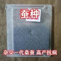 白蚕白茧(31000粒)1盒 蚕卵蚕种蚕宝宝蚕场生产高产抗病金丝蚕彩茧蚕农桑白蚕31000粒