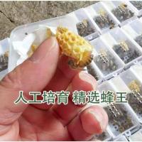 随机处女王 中蜂王蜜蜂活体种王王台开产交尾阿坝高产杂交处女产卵双色土蜂王