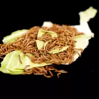 2.5cm 300条送镊子 面包虫子活体黄粉虫大麦虫鹦鹉龙鱼八哥乌龟小鸟食活体饲料虫钓鱼