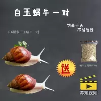 4-6厘米一对送饲料 蜗牛一对 白玉蜗牛活体养殖宠物蜗牛 观赏活体繁殖套装蜗牛