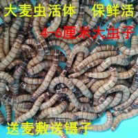 1斤 大麦虫活体4-6厘米大号包存活率面包虫守宫鱼鸟食画眉鸟饲料一斤