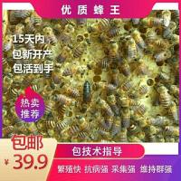 仓王新开产王 中蜂王蜂王活体种王台开产交尾阿坝高产王杂交处女产卵土蜂王包活