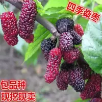 两年苗 60-80[公分高] 嫁接桑树苗四季果桑苗无籽大十台湾长果桑桑葚苗桑树苗盆栽果树苗