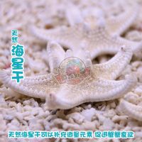 天然海星干6厘米左右（微量元素） 寄居蟹食物饲料水果蔬菜鱼虾干无糖椰肉片天然海星干观赏虾粮蟹粮