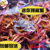 迷你辣椒蟹1只加送1只备损 将军蟹 相守蟹辣椒蟹观赏蟹水族清洁除藻淡水螃蟹活体宠物萌宠