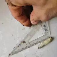 中大号50只送饲料 蛴螬土蚕大白虫龙鱼活体鱼饵野钓搏大物鲤鱼鲶鱼黄辣丁百灵鸟最爱