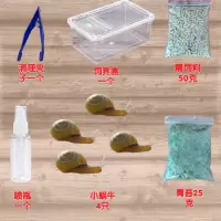 4只繁殖组送2只防破损送饲养工具一套 灰巴蜗牛活体小型宠物幼儿园小朋友观察普科懒人宿舍小山蜗牛活体