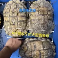 1斤 招财旺财巴西龟,健康活泼。