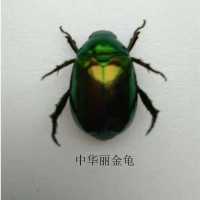 白色2中华丽金龟 甲虫真实昆虫标本独角仙金龟子扁锹甲学生观察教学DIV收藏送礼