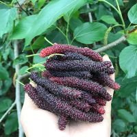 2年长果桑苗 长果桑树苗 大十果桑苗 桑葚苗