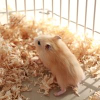 公 三线 宠物仓鼠活体情侣小仓鼠活物金丝熊宝宝一对打疫苗不咬人家养奶茶